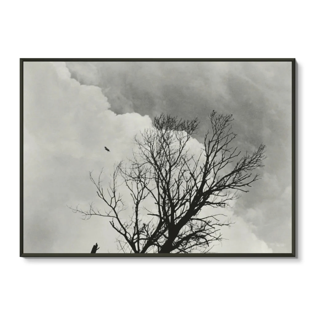 Tree Set 3